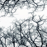 OTOÑO 002